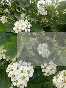 信用卡逾期还清2年后注销 信用卡逾期还清2年后注销