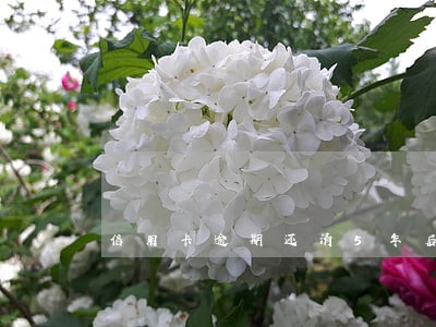 信用卡逾期还清5年后注销卡