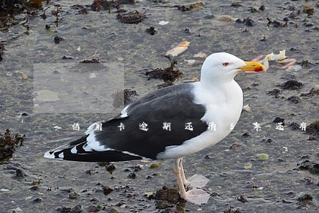 信用卡逾期还清8年还有提现