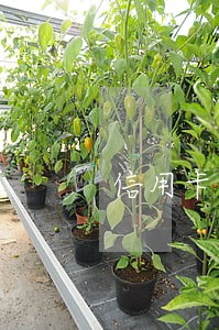 信用卡逾期还清之后销户后果