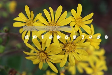 信用卡逾期还清了又逾期 信用卡逾期还清了又逾期
