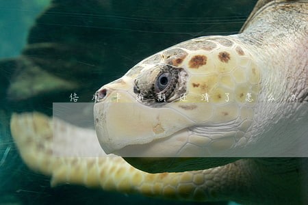信用卡逾期还清了怎么办理信用卡 信用卡逾期还清了怎么办理信用卡