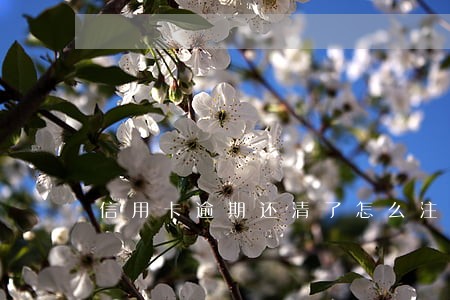 信用卡逾期还清了怎么注销