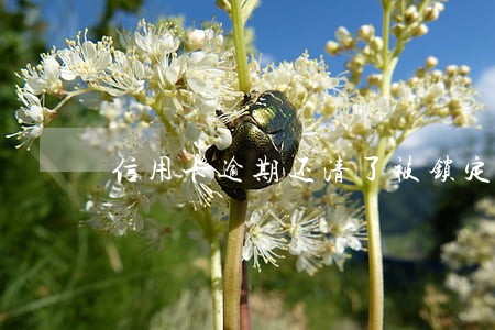信用卡逾期还清了被锁定了怎么办 信用卡逾期还清了被锁定了怎么办