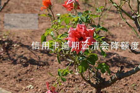 信用卡逾期还清会降额度吗