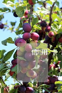 信用卡逾期还清后不想用了