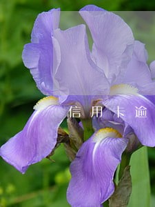 信用卡逾期还清后不销户 信用卡逾期还清后不销户
