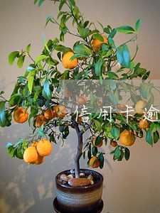信用卡逾期还清后再开卡