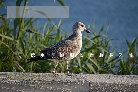 信用卡逾期还清后多久可以买房子 信用卡逾期还清后多久可以买房子