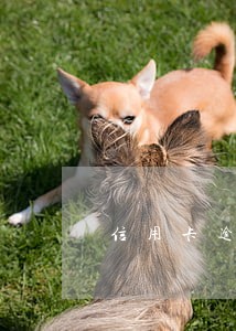 信用卡逾期还清后如何恢复 信用卡逾期还清后如何恢复