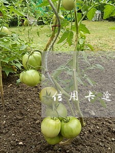 信用卡逾期还清后就可以了吗 信用卡逾期还清后就可以了吗