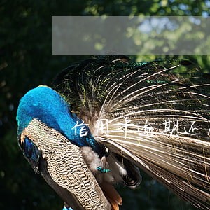 信用卡逾期还清后征信多久更新