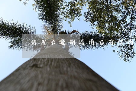 信用卡逾期还清后有结清证明吗