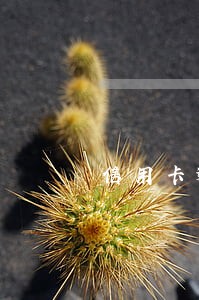 信用卡逾期还清后要注销卡 信用卡逾期还清后要注销卡