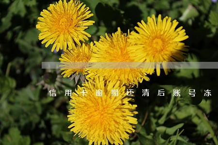信用卡逾期还清后账号冻结 信用卡逾期还清后账号冻结