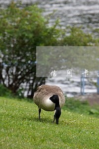 信用卡逾期还清后还会上征信吗 信用卡逾期还清后还会上征信吗