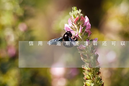 信用卡逾期还清后还可以申请吗