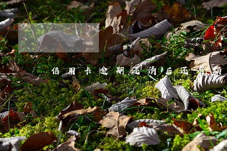 信用卡逾期还清后还有额度