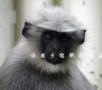 信用卡逾期还清后还能再借吗 信用卡逾期还清后还能再借吗