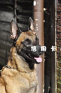 信用卡逾期还清后还能取现吗 信用卡逾期还清后还能取现吗