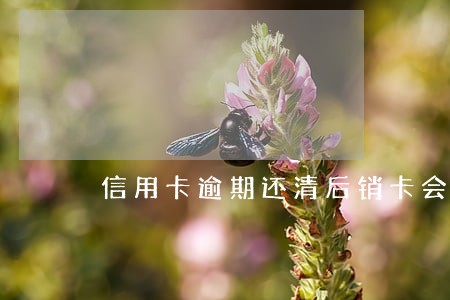 信用卡逾期还清后销卡会怎样 信用卡逾期还清后销卡会怎样