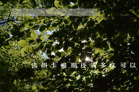 信用卡逾期还清多久可以销卡 信用卡逾期还清多久可以销卡