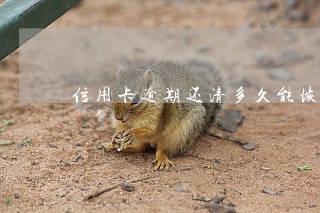 信用卡逾期还清多久能恢复征信 信用卡逾期还清多久能恢复征信
