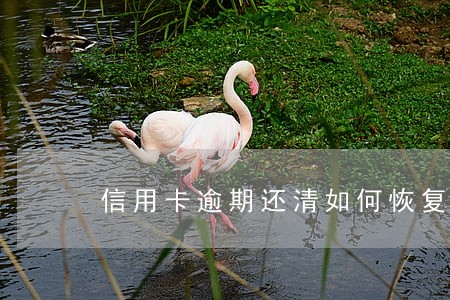 信用卡逾期还清如何恢复正常招商