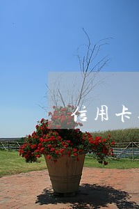 信用卡逾期还清征信更新