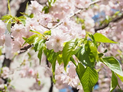 信用卡逾期还清有必要销卡吗 信用卡逾期还清有必要销卡吗
