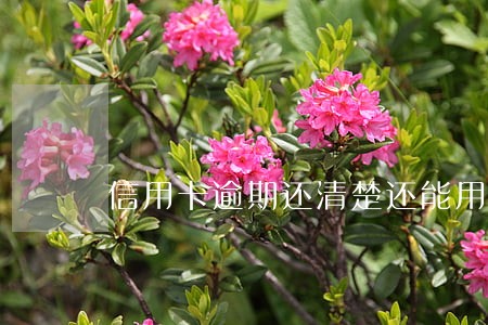 信用卡逾期还清楚还能用吗