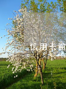 信用卡逾期还清没去注销 信用卡逾期还清没去注销