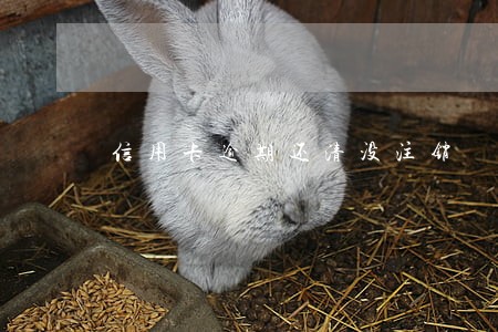 信用卡逾期还清没注销 信用卡逾期还清没注销