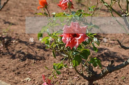 信用卡逾期还清解冻 信用卡逾期还清解冻