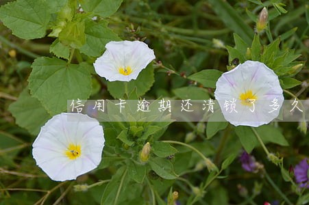 信用卡逾期还清锁了多久改锁 信用卡逾期还清锁了多久改锁