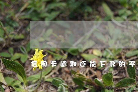 信用卡逾期还能下款的平台
