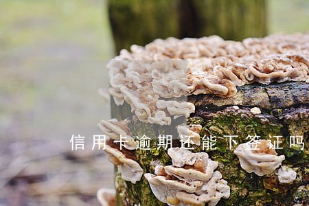 信用卡逾期还能下签证吗 信用卡逾期还能下签证吗