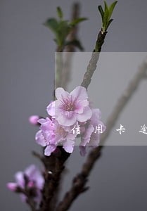 信用卡逾期还能不能刷卡 信用卡逾期还能不能刷卡