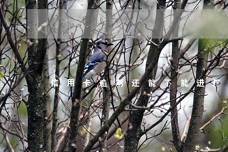 信用卡逾期还能不能进厂子 信用卡逾期还能不能进厂子
