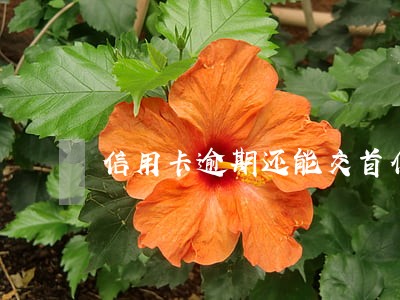 信用卡逾期还能交首付买房吗 信用卡逾期还能交首付买房吗