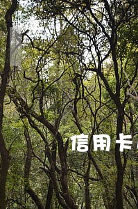 信用卡逾期还能使用借呗吗