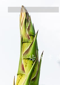 信用卡逾期还能借出来么 信用卡逾期还能借出来么