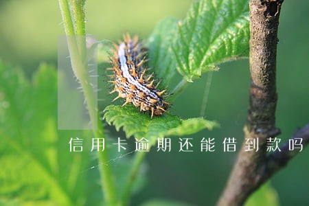 信用卡逾期还能借到款吗