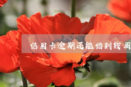 信用卡逾期还能借到钱周转吗