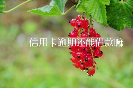 信用卡逾期还能借款嘛 信用卡逾期还能借款嘛