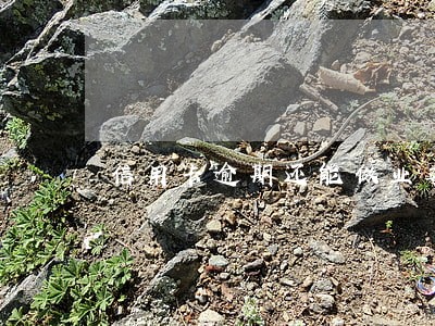 信用卡逾期还能做业委会吗 信用卡逾期还能做业委会吗