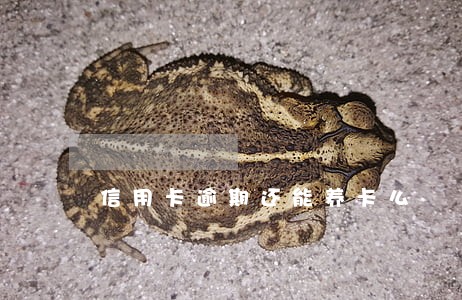 信用卡逾期还能养卡么 信用卡逾期还能养卡么