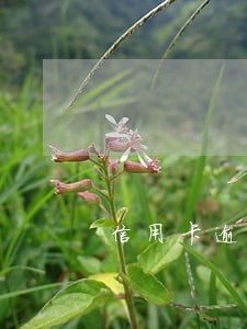 信用卡逾期还能分期么 信用卡逾期还能分期么