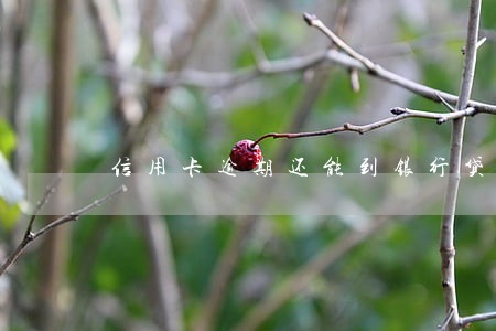 信用卡逾期还能到银行贷款吗 信用卡逾期还能到银行贷款吗