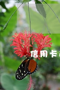 信用卡逾期还能办下来吗